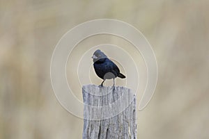 Blue-black Grassquit (Volatinia jacarina) Male