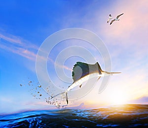 Blue ,black marlin fish jumping to mid air over blue sea and sea