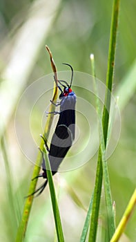 Blue and black moths on a blade of grass