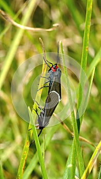 Blue and black moths on a blade of grass