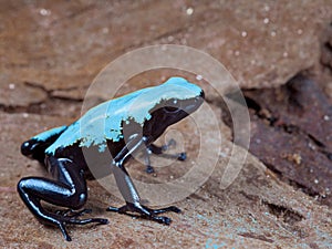 Blue and black poison dart frog