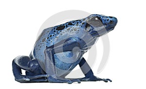 Blue and Black Poison Dart Frog