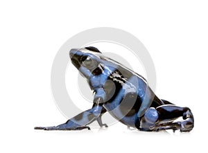 Blue and Black Poison Dart Frog - Dendrobates aura