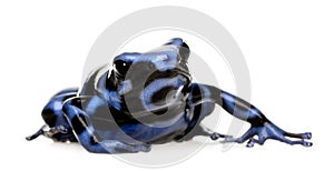 Blue and Black Poison Dart Frog - Dendrobates aura