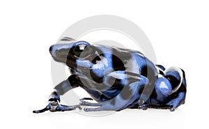 Blue and Black Poison Dart Frog - Dendrobates aura