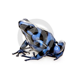 Blue and Black Poison Dart Frog - Dendrobates aura photo