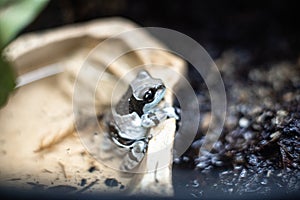 Blue and black poison dart frog Dendrobates auratus dof sharp focus space for text macro reptile jungle aquarium home pet cute