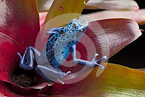 Blue and black poison dart frog Dendrobates azureus
