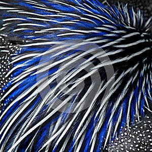 Blue, black and white awesome feathers of a guinea fowl