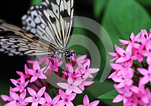 The blue black with white stripe butterfly sitting on red flower