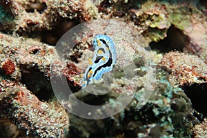 Blue black yellow nudibranch sea slug