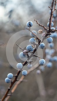 Blu prugnolo frutti di bosco sul autunno dopo la pioggia. Acqua gocce sul blu frutti di bosco 