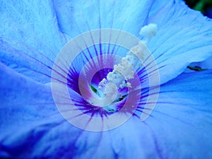 Azul a florecer 