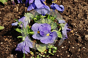 A blue bloom of violets in the ground