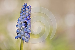 Blue blooming Armenian grape hyacinth or Muscari armeniacum flower