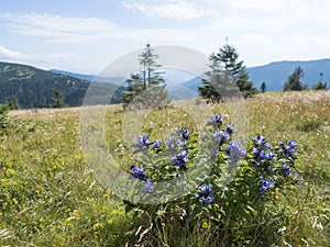 Blue blooming gentian flower bush at mountain meadow, grassy green hill slope with spruce tree and pine scrub at ridge