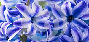 blue blooming hyacinth flower close up