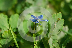 Blue blooming Siberian squill (Scilla siberica)
