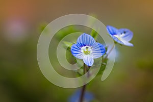 Blue blossom of birdeye veronica
