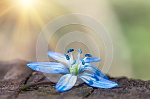 Blue blossom flower spring snowdrop Scilla Squill