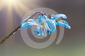 Blue blossom flower spring snowdrop Scilla Squill
