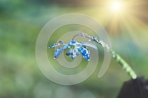 Blue blossom flower spring snowdrop Scilla Squill