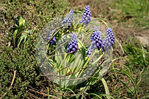 Blue, blossom spring plant grape hyacinth. The beginning of spring.