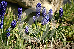 Blue, blossom spring plant grape hyacinth. The beginning of spring.