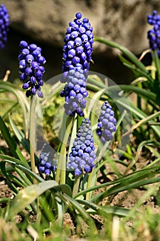 Blue, blossom spring plant grape hyacinth. The beginning of spring.