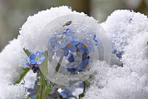 Forget-me-not Myosotis in the snow