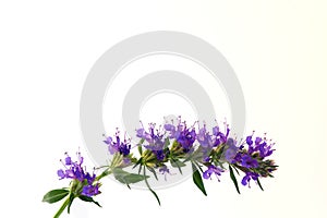 Blue blossoms of Hyssop photo