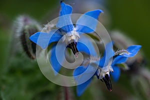 Blue blossoms of starflower Borago officinalis Mediterranean herb, the flowers produce copious nectar while blooming and are