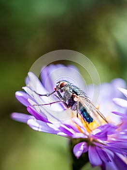 Blue Blowfly (Calliphora Vicina) posing on a New England Aster (Novae-Angliae) flower