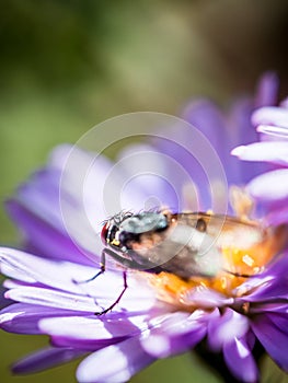 Blue Blowfly`s eye, sitting on a New England Aster