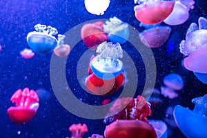 Blue Blubber Catostylus mosaicus on blue background. Multicolored jellyfish on blue background