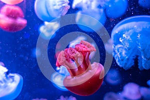 Blue Blubber Catostylus mosaicus on blue background. Multicolored jellyfish on blue background