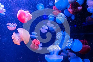 Blue Blubber Catostylus mosaicus. Multicolored jellyfish on blue background