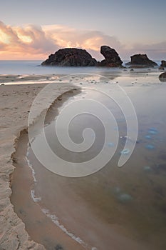 Blue Blubber jelliyfish at sunrise