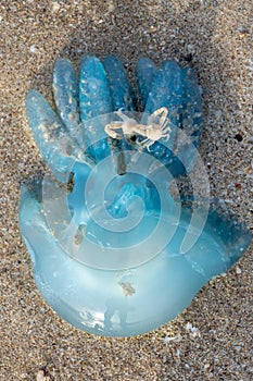 Blue blubber or Jelly Blubber Jellyfish Catostylus mosaicus wash up on shore during the Jellyfish season