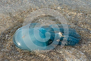 Blue blubber or Jelly Blubber Jellyfish Catostylus mosaicus wash up on shore during the Jellyfish season