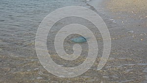 Blue blubber or Jelly Blubber Jellyfish Catostylus mosaicus wash up on shore during the Jellyfish season in the United Arab Em