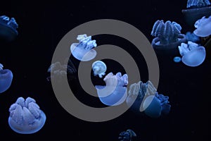 blue blubber jelly fish underwater