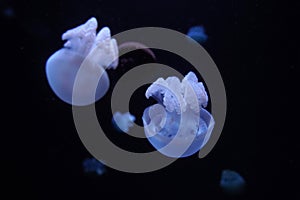 blue blubber jelly fish underwater