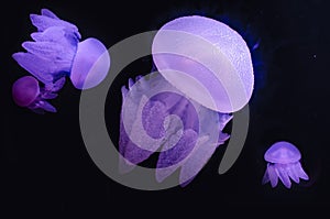 Blue Blubber jellyfish catostylus mosaicus
