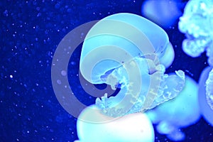 Blue blubber jellyfish on dark blue background