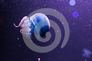 Blue blubber jellyfish in the dark water