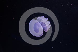 Blue blubber jellyfish in the dark water
