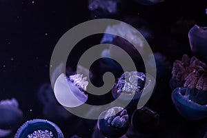 Blue blubber jellyfish in the dark water