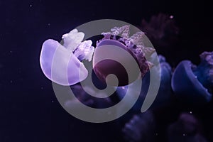 Blue blubber jellyfish in the dark water