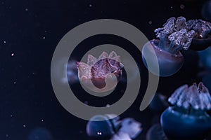 Blue blubber jellyfish in the dark water